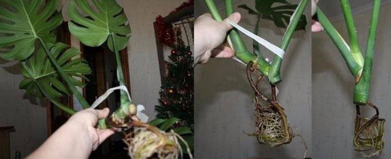 Principles and conditions for breeding monstera: breeding methods and  further care